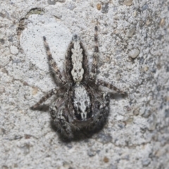 Clynotis severus (Stern Jumping Spider) at Higgins Woodland - 23 Dec 2022 by AlisonMilton