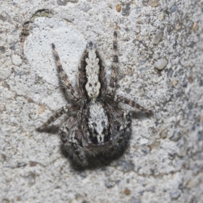 Clynotis severus (Stern Jumping Spider) at Higgins Woodland - 22 Dec 2022 by AlisonMilton