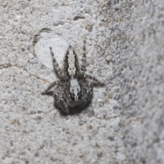 Clynotis severus at Higgins Woodland - 23 Dec 2022 10:11 AM