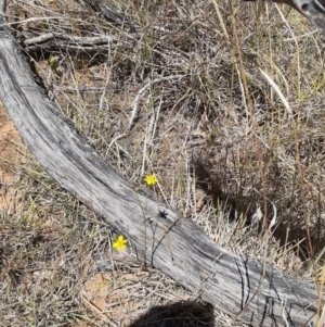 Tricoryne elatior at Ainslie Volcanics Grassland (AGQ) - 19 Nov 2023