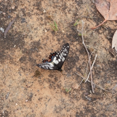 Papilio anactus (Dainty Swallowtail) at McQuoids Hill - 21 Nov 2023 by LineMarie