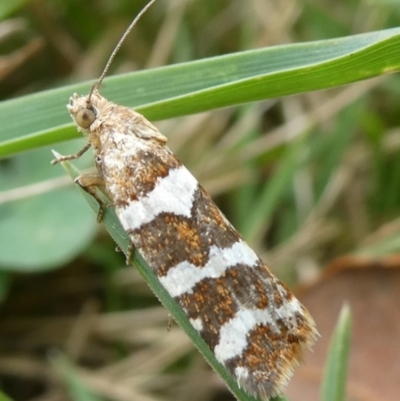 Subfurcatana subfurcatana (A Tortricid moth) at Mongarlowe River - 16 Nov 2023 by arjay