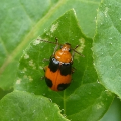 Aulacophora hilaris (Pumpkin Beetle) at QPRC LGA - 16 Nov 2023 by arjay