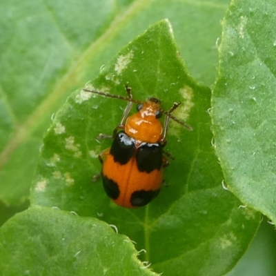 Aulacophora hilaris (Pumpkin Beetle) at Mongarlowe River - 15 Nov 2023 by arjay