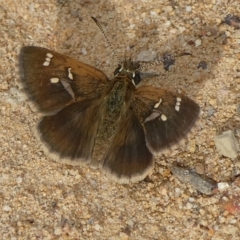 Toxidia parvula (Banded Grass-skipper) at QPRC LGA - 15 Nov 2023 by arjay