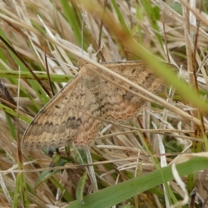 Scopula rubraria at QPRC LGA - 15 Nov 2023