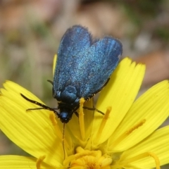 Turneriprocris dolens (A Zygaenid moth) at QPRC LGA - 15 Nov 2023 by arjay