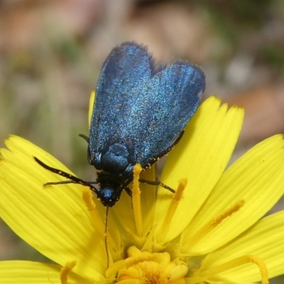 Turneriprocris dolens (A Zygaenid moth) at QPRC LGA - 15 Nov 2023 by arjay