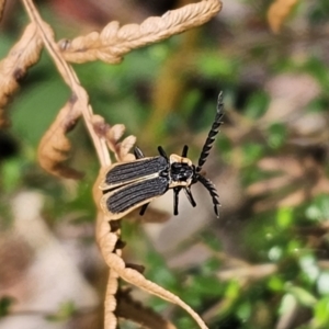 Achras limbatum at QPRC LGA - 21 Nov 2023 04:26 PM