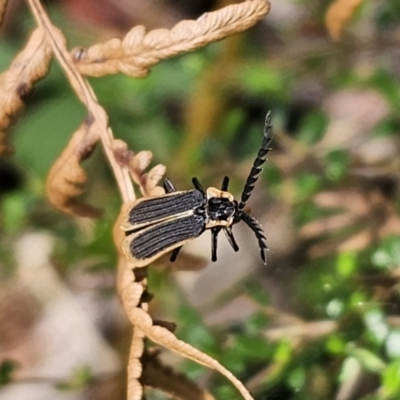 Achras limbatum (A net-winged beetle) at QPRC LGA - 21 Nov 2023 by Csteele4