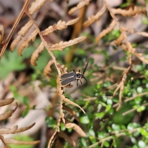 Achras limbatum at QPRC LGA - 21 Nov 2023