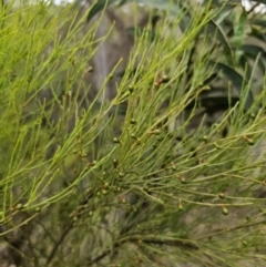 Exocarpos strictus (Dwarf Cherry) at QPRC LGA - 21 Nov 2023 by Csteele4