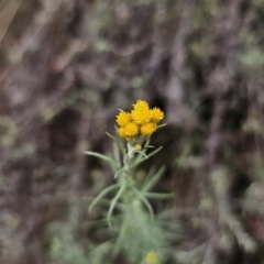 Chrysocephalum semipapposum (Clustered Everlasting) at QPRC LGA - 21 Nov 2023 by Csteele4