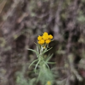 Chrysocephalum semipapposum at QPRC LGA - 21 Nov 2023 01:11 PM