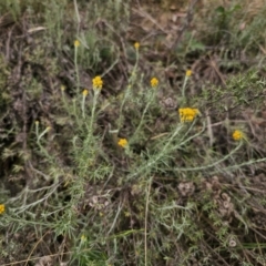 Chrysocephalum semipapposum at QPRC LGA - 21 Nov 2023 01:11 PM