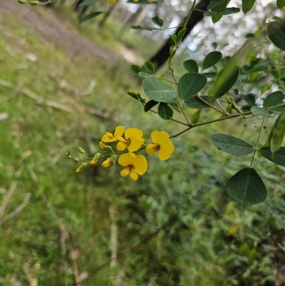 Goodia lotifolia (Golden Tip) at QPRC LGA - 20 Nov 2023 by Csteele4