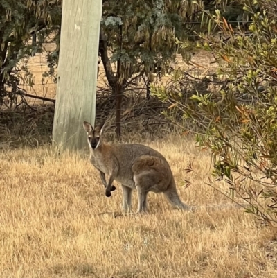 Notamacropus rufogriseus (Red-necked Wallaby) at Murrumbateman, NSW - 21 Nov 2023 by SimoneC