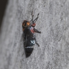 Eurymeloides lineata (Lined gumtree hopper) at Higgins Woodland - 23 Dec 2022 by AlisonMilton