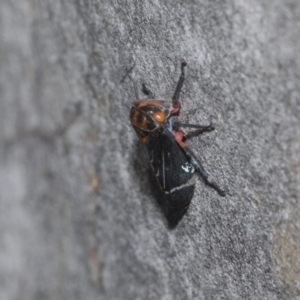 Eurymeloides lineata at Higgins Woodland - 23 Dec 2022 10:13 AM