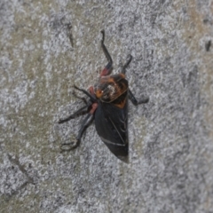 Eurymeloides lineata at Higgins Woodland - 23 Dec 2022 10:13 AM