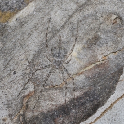 Tamopsis sp. (genus) (Two-tailed spider) at Higgins Woodland - 22 Dec 2022 by AlisonMilton