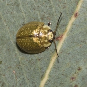 Paropsisterna cloelia at Higgins, ACT - 23 Dec 2022