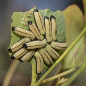 Paropsisterna cloelia at Higgins, ACT - 23 Dec 2022