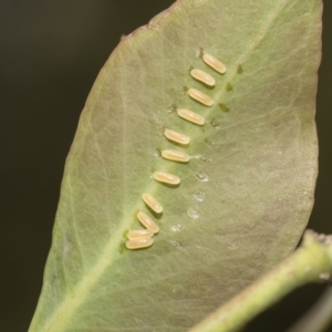 Paropsisterna cloelia at Higgins, ACT - 23 Dec 2022