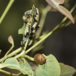 Paropsisterna cloelia at Higgins, ACT - 23 Dec 2022