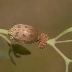 Paropsis atomaria (Eucalyptus leaf beetle) at Higgins, ACT - 23 Dec 2022 by AlisonMilton