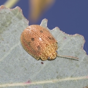 Paropsis atomaria at Higgins Woodland - 23 Dec 2022