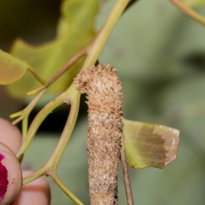 Bathromelas hyaloscopa (Buloke Bagworm) at Higgins Woodland - 22 Dec 2022 by AlisonMilton