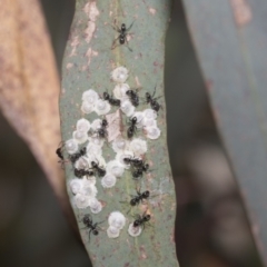 Glycaspis sp. (genus) (Unidentified sugary lerp) at Higgins, ACT - 22 Dec 2022 by AlisonMilton