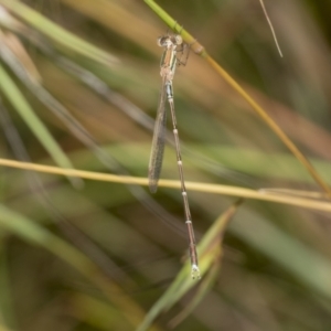 Austrolestes analis at Higgins Woodland - 23 Dec 2022