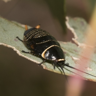 Ellipsidion australe (Austral Ellipsidion cockroach) at Higgins, ACT - 22 Dec 2022 by AlisonMilton