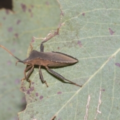 Amorbus sp. (genus) (Eucalyptus Tip bug) at Higgins Woodland - 22 Dec 2022 by AlisonMilton