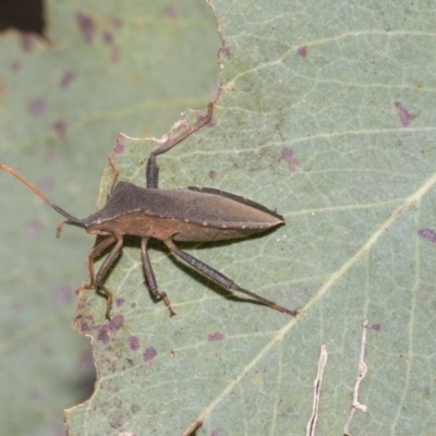 Amorbus sp. (genus) (Eucalyptus Tip bug) at Higgins Woodland - 23 Dec 2022 by AlisonMilton