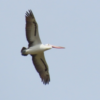 Pelecanus conspicillatus (Australian Pelican) at Point Hut to Tharwa - 21 Nov 2023 by RodDeb