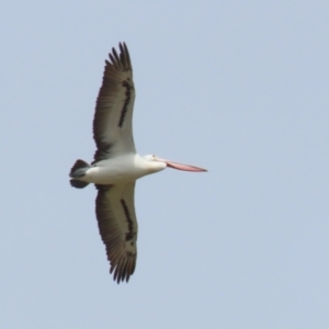 Pelecanus conspicillatus at Point Hut to Tharwa - 21 Nov 2023 11:30 AM