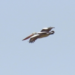 Pelecanus conspicillatus at Point Hut to Tharwa - 21 Nov 2023