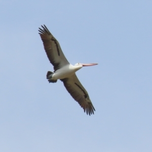 Pelecanus conspicillatus at Point Hut to Tharwa - 21 Nov 2023 11:30 AM