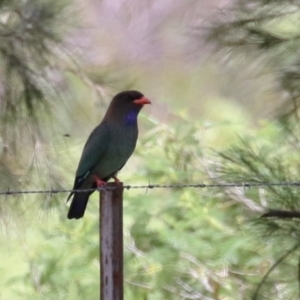 Eurystomus orientalis at Point Hut to Tharwa - 21 Nov 2023