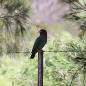 Eurystomus orientalis at Point Hut to Tharwa - 21 Nov 2023