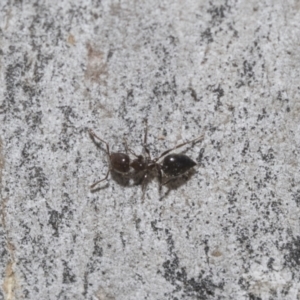 Crematogaster sp. (genus) at Higgins Woodland - 23 Dec 2022 10:18 AM