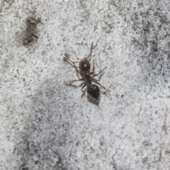 Crematogaster sp. (genus) at Higgins Woodland - 23 Dec 2022