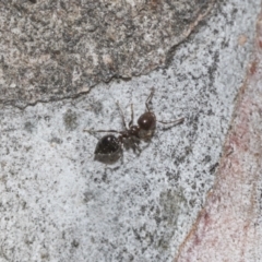 Crematogaster sp. (genus) at Higgins Woodland - 23 Dec 2022 10:18 AM