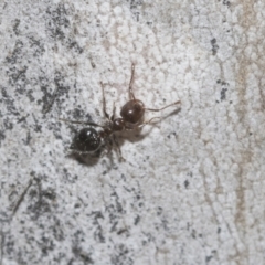 Crematogaster sp. (genus) at Higgins Woodland - 23 Dec 2022