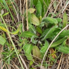 Leontodon saxatilis (Lesser Hawkbit, Hairy Hawkbit) at Isaacs Ridge and Nearby - 20 Nov 2023 by Mike