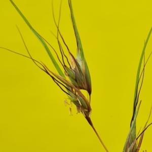 Themeda triandra at Isaacs Ridge Offset Area - 20 Nov 2023 10:38 AM