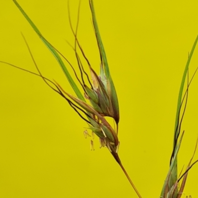 Themeda triandra (Kangaroo Grass) at Isaacs Ridge Offset Area - 19 Nov 2023 by Mike